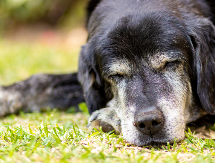 Deer Isle Elderly Dog Care