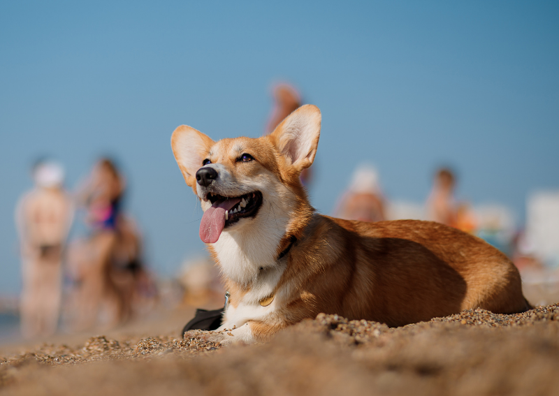 Carousel Slide 2: Learn More About Preventive Care for Dogs >>