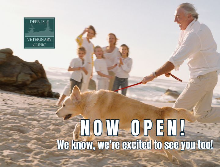 Deer Isle Veterinary Clinic Is Now Open!